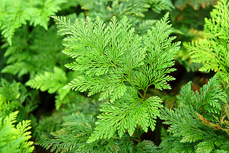 植物生长调节剂检测